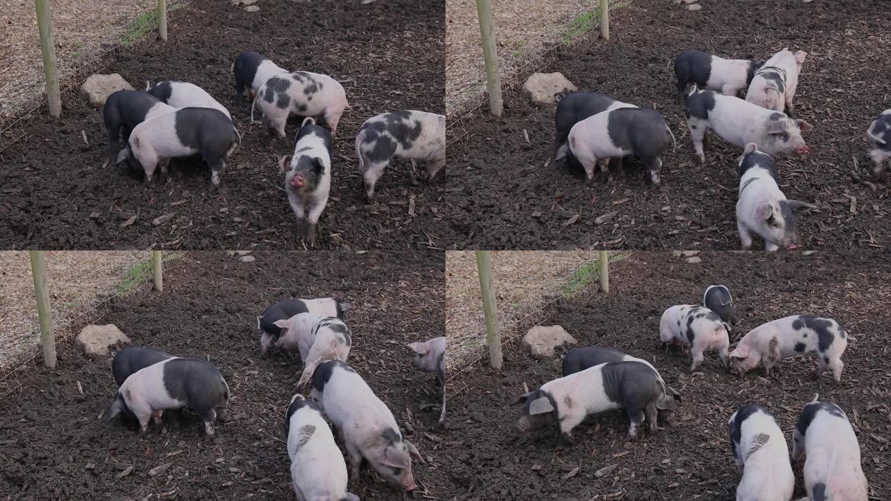 鞍背仔猪 (sus scrofa domesticus) 在泥泞的猪圈中玩耍