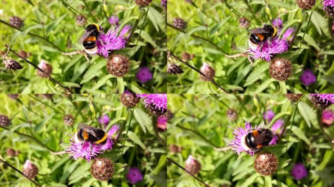 花花上的大黄蜂收集花蜜和花粉