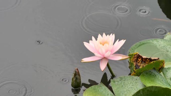 雨天池塘里美丽的睡莲，慢动作4k镜头中的雨滴和涟漪。