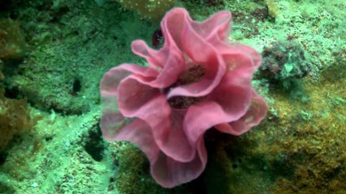 海蛞蝓水下-裸枝蛋丝带