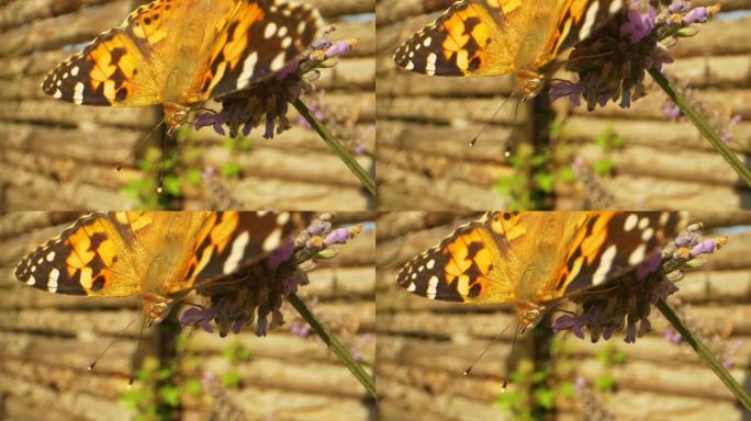 橙色蝴蝶为薰衣草传粉的聚焦稳定镜头