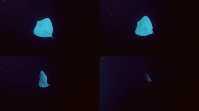 圆形的带鱼射线，空中的Taeniura。低角度射击，夜间潜水，印度洋，马尔代夫