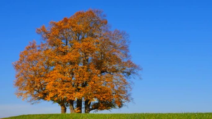 Limetree (Tilia platyphyllos)