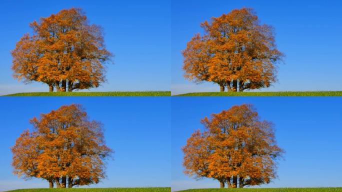 Limetree (Tilia platyphyllos)