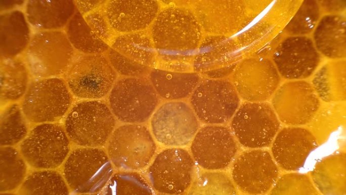 亲爱的特写。蜂巢中的琥珀甜蜜。透明的蜂蜜从蜂窝中流下。