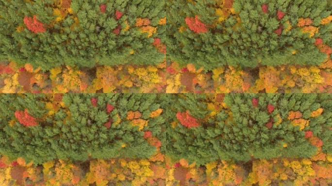 由于秋季树木的变化，两种颜色的森林线的俯视图