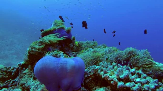 许多鱼群马尔代夫海葵-两栖类黑藻和多米诺少女-三栖海葵游过美丽的海葵