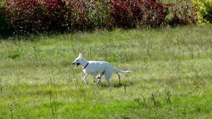 白牧羊人奔跑草地一只白狗。奔跑比赛