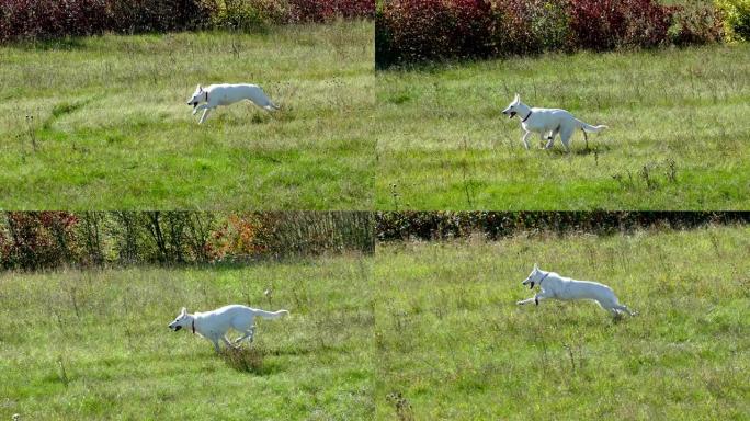 白牧羊人奔跑草地一只白狗。奔跑比赛