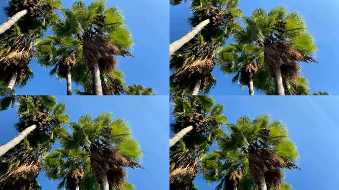 从下面看棕榈树。4k.土耳其。安塔利亚。
