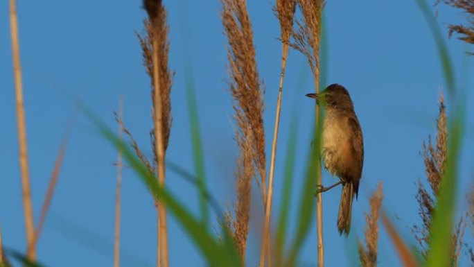 伟大的芦苇莺-阿罗西法灵 (Acrocephalus arundinaceus) 在湖边的芦苇上唱歌