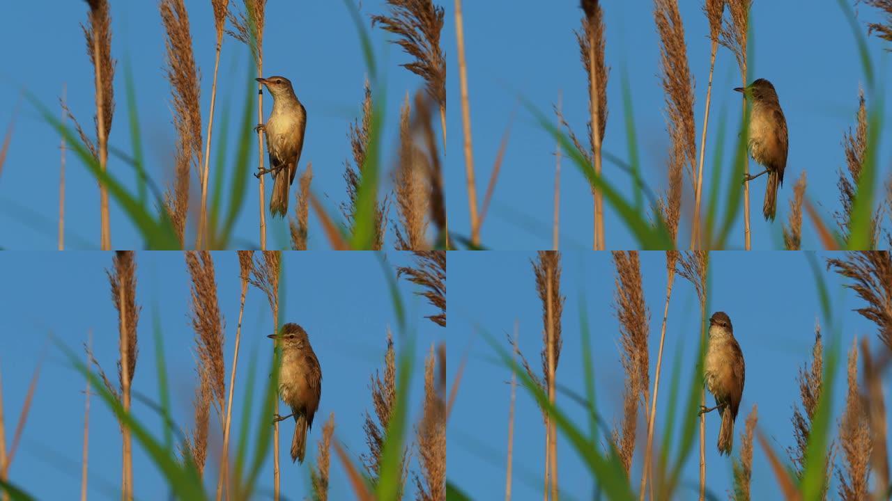 伟大的芦苇莺-阿罗西法灵 (Acrocephalus arundinaceus) 在湖边的芦苇上唱歌