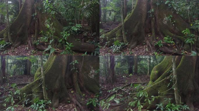 丛林中小雨下呈现大树的纯野景观