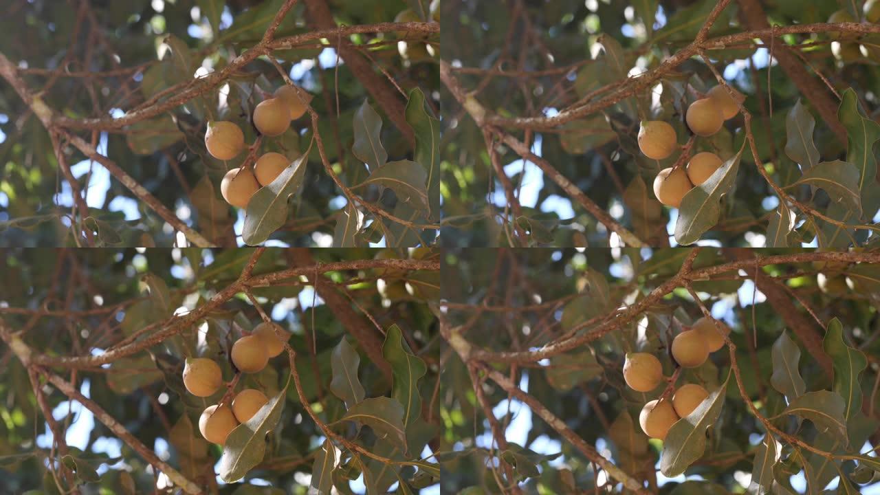 树上的澳洲坚果