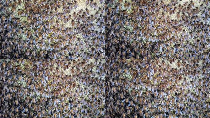 蜂巢中蜂巢的蜜蜂群
