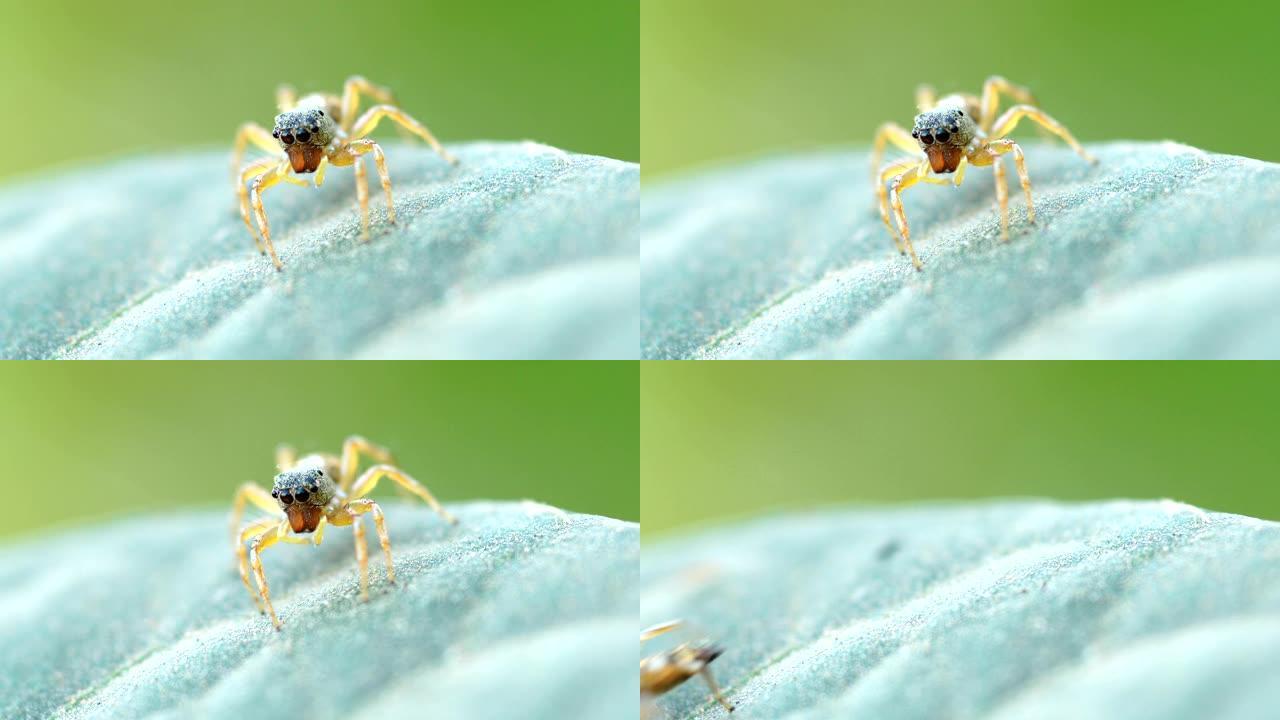 跳跃蜘蛛微距实拍爬虫飞虫