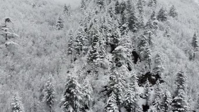 无人机飞越白雪覆盖的森林，伊尔加兹山，土耳其