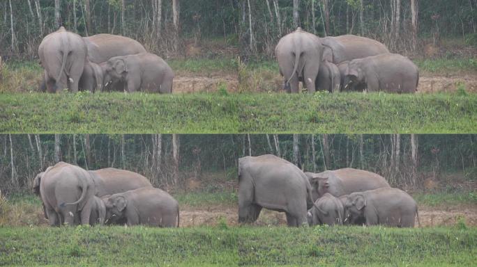 晚上，在泰国亚洲考艾国家公园，亚洲大象家族在森林里吃盐土，这是大象群的特写。