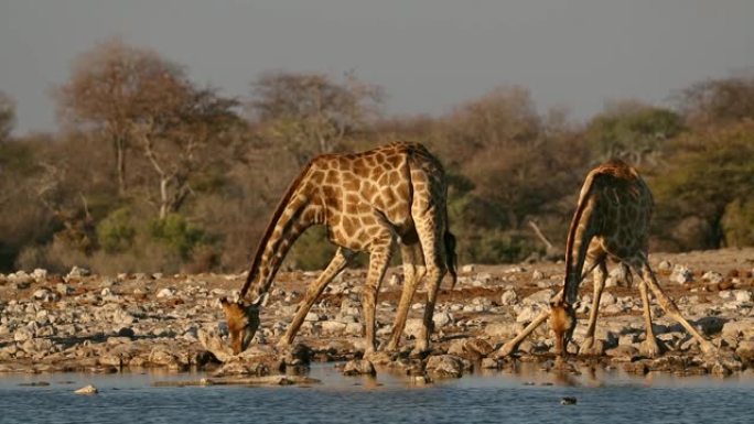 长颈鹿 (长颈鹿camelopardalis) 在纳米比亚埃托沙国家公园的水坑里喝酒