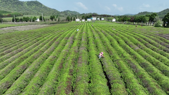 航拍茶山