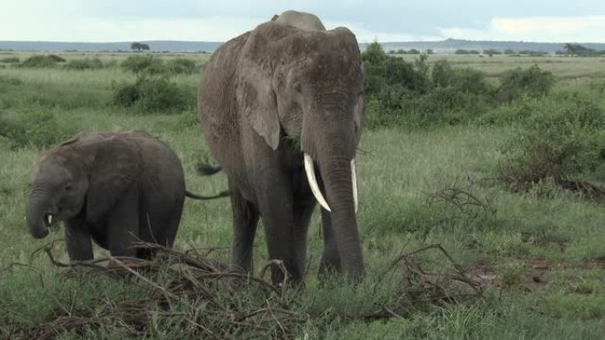 非洲大象雌性和她的幼小小牛