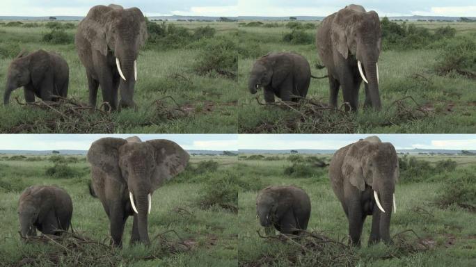 非洲大象雌性和她的幼小小牛