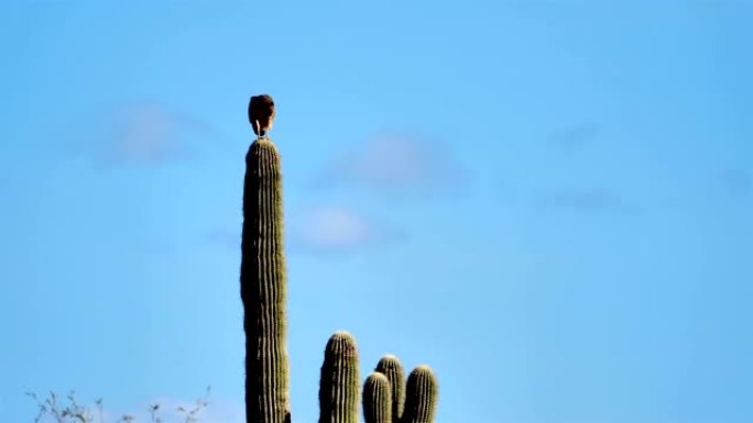 红尾鹰，亚利桑那州图森