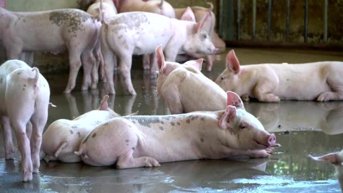 一群看起来很健康的猪在当地的东盟养猪场饲养牲畜。没有影响猪生长或繁殖力的当地疾病或条件的标准化和清洁