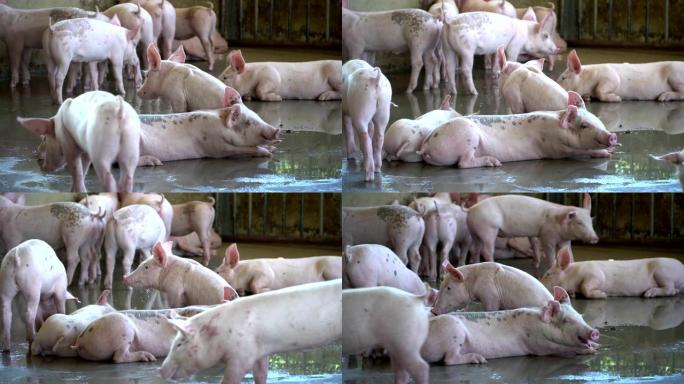 一群看起来很健康的猪在当地的东盟养猪场饲养牲畜。没有影响猪生长或繁殖力的当地疾病或条件的标准化和清洁
