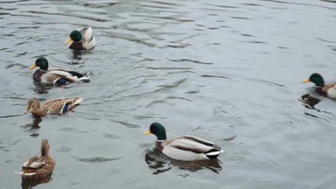 鸭子在冬天在无冰的池塘里潜水