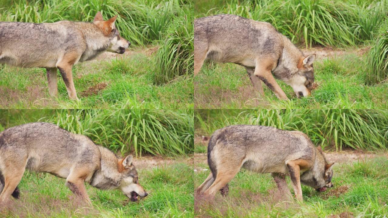 狼在森林里吃肉胡狼野狼吃东西