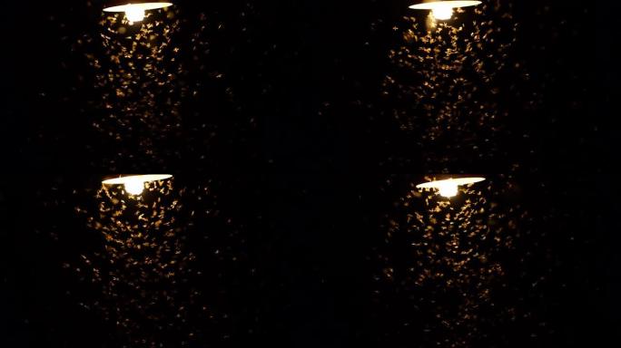 飞蛾沿着灯泡飞视频素材视觉创意飞虫