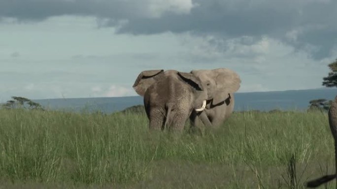 非洲象年轻公牛打架
