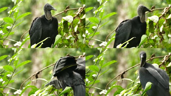 黑色秃鹫Coragyps Atratus在树枝上切换侧的特写镜头