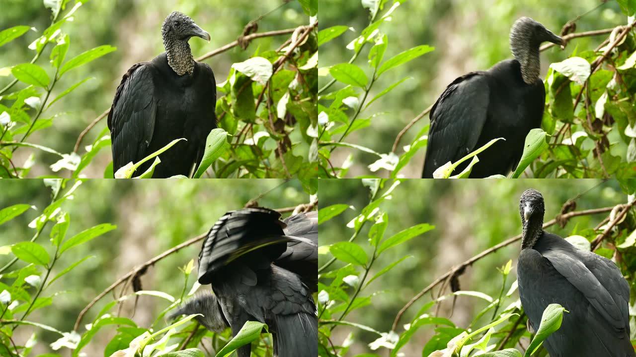 黑色秃鹫Coragyps Atratus在树枝上切换侧的特写镜头