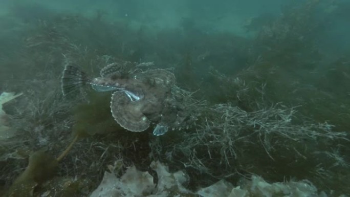 安康鱼或垂钓鱼 (Lophius piscatorius) 在海藻上游泳