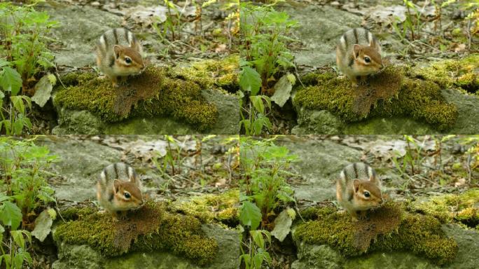 可爱的松鼠在苔藓上制造出他认为威胁的声音