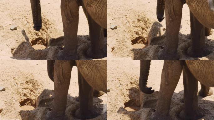 在干旱期间，一头小象与成年人共用一个饮水孔，然后被推到一边。有趣。非洲野生动物园。红色相机。