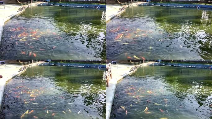 繁殖池塘中的锦鲤 (Cyprinus carpio haematopterus)