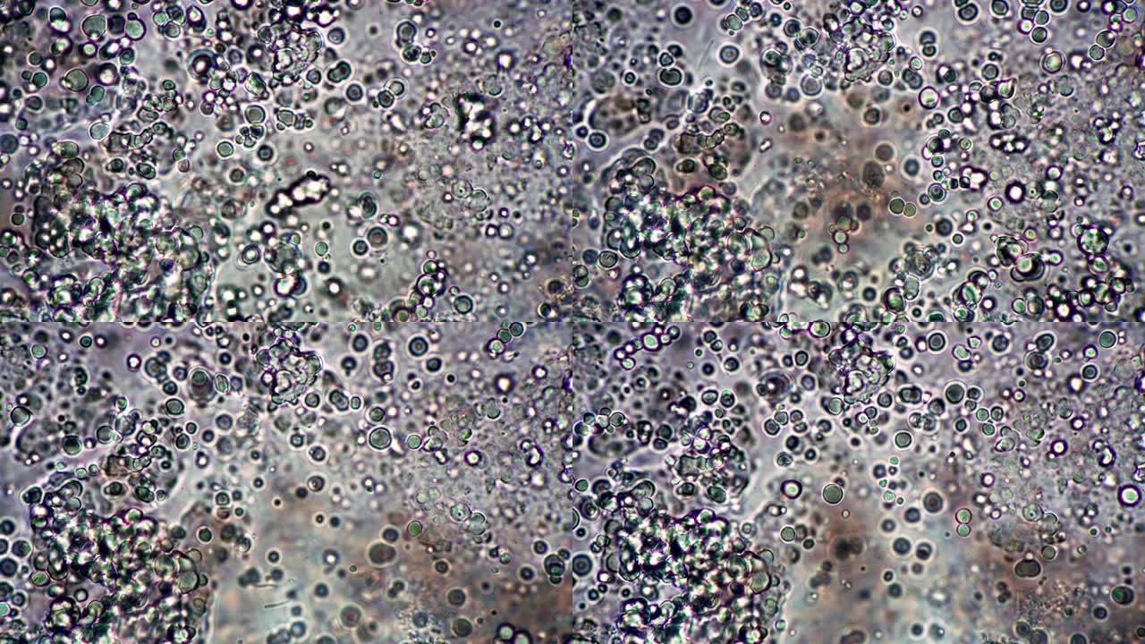 团的酸面团圆乳芽孢杆菌和棒在显微镜下快速移动