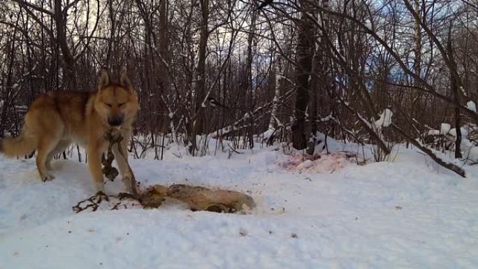 冬季森林中的狗吃雪中的动物遗骸