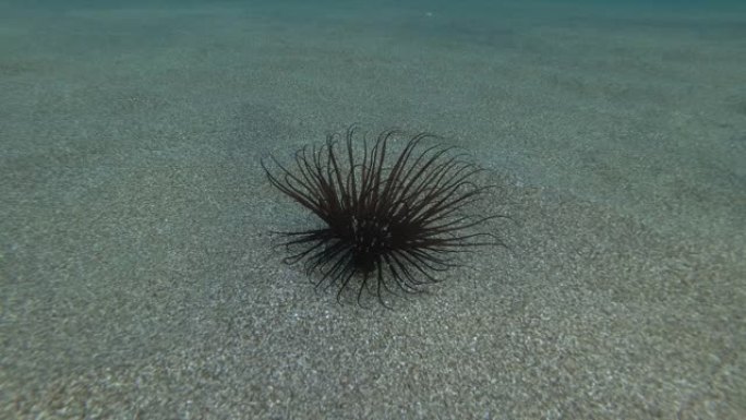 沙质海底的海葵。圆柱海葵或彩管海葵 (Cerianthus mermanaceus) 水下射击。地中