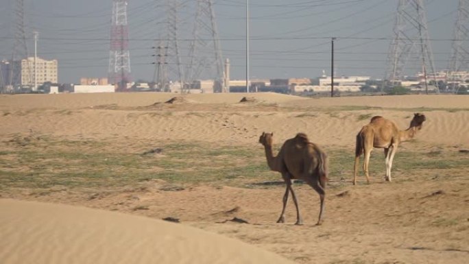 骆驼在阿联酋阿布扎比沙漠中慢动作行走，背景为城市景观