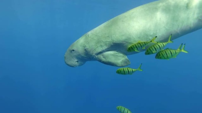 慢动作，海牛 (Dugong dugon) 伴随着一群鱼金色的Trevally (Gnathanod