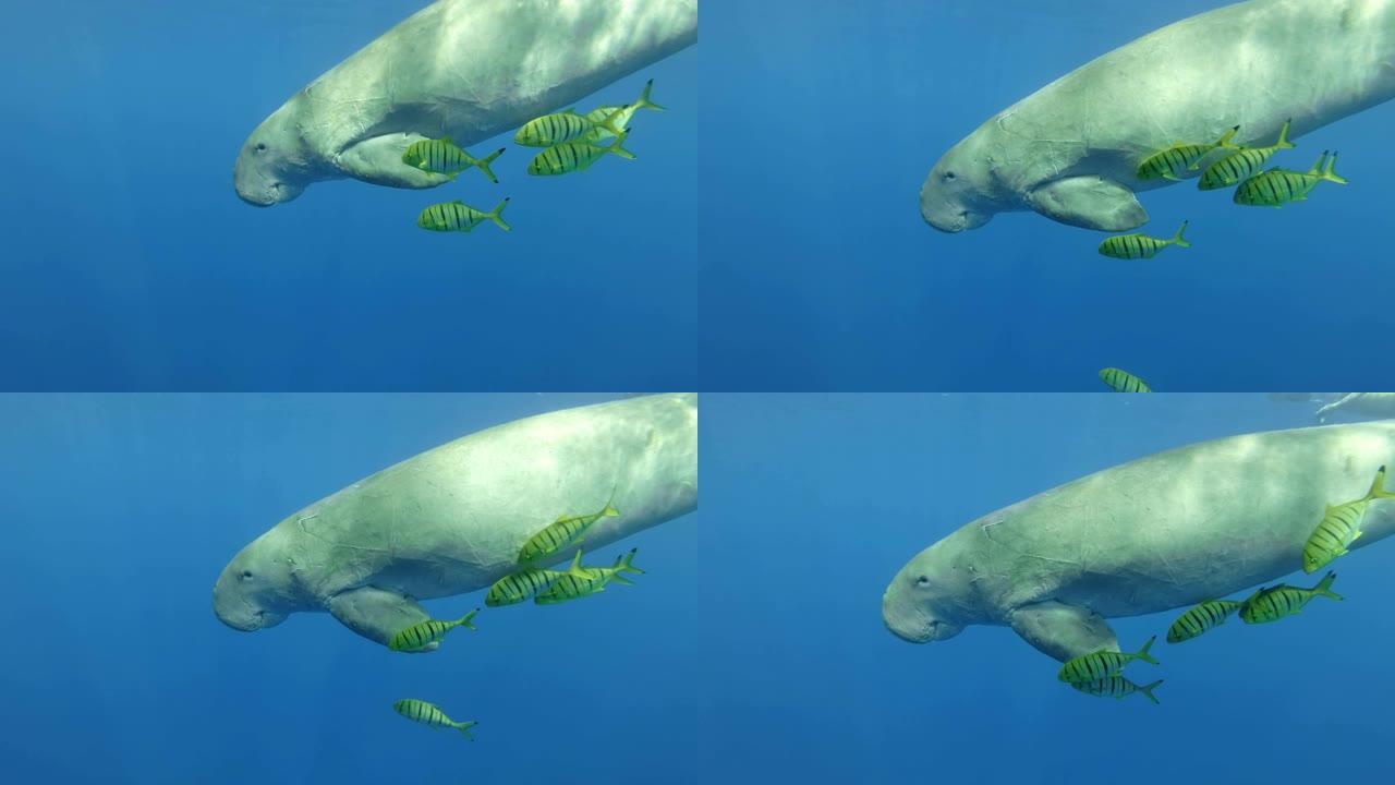 慢动作，海牛 (Dugong dugon) 伴随着一群鱼金色的Trevally (Gnathanod