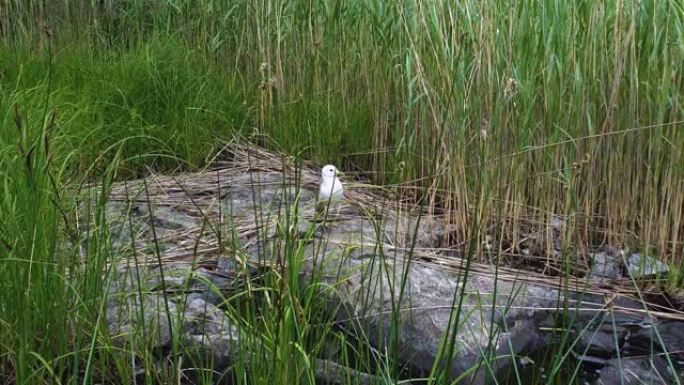 被绿色湖草包围的大石头上的海鸥。