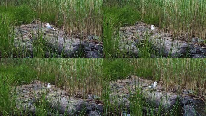 被绿色湖草包围的大石头上的海鸥。