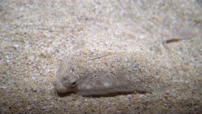 比目鱼-胸膜科。扁平的鱼躺在海底的沙子下，伪装在海底。