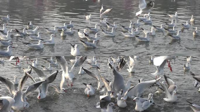 成群结队地在白色湖上候鸟。这些鸟从西伯利亚迁徙。