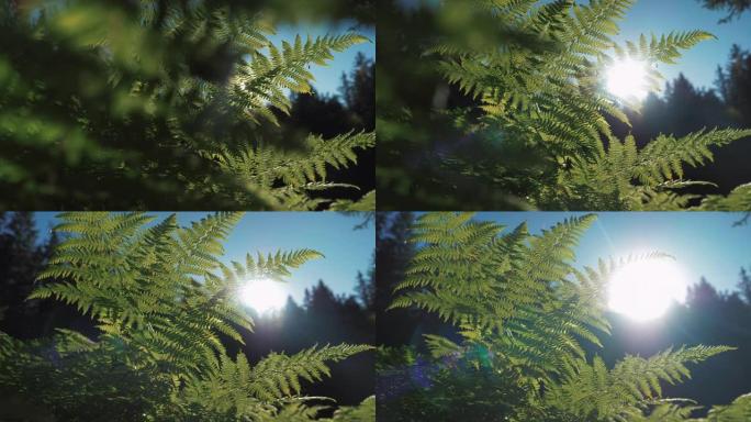 森林里蕨类植物的美丽照片。太阳发出耀斑。夏天阳光明媚。